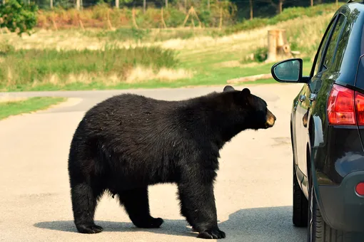 Медведь хотел прокатиться на Мерседесе, но хозяин спугнул его с помощью «первобытных» криков (видео)