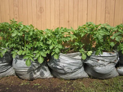 Посадка картофеля: секреты выращивания для хорошего урожая