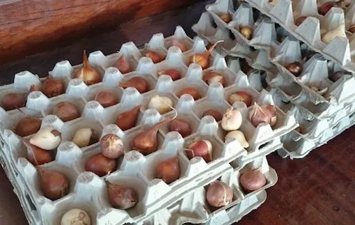 Яичные лотки очень удобно использовать для хранения любых луковичных.