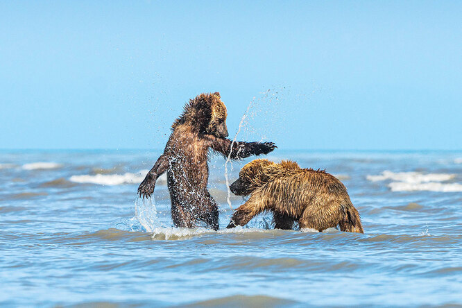 Мама-медведица привела медвежат на пляж. Люди еще долго будут это помнить!