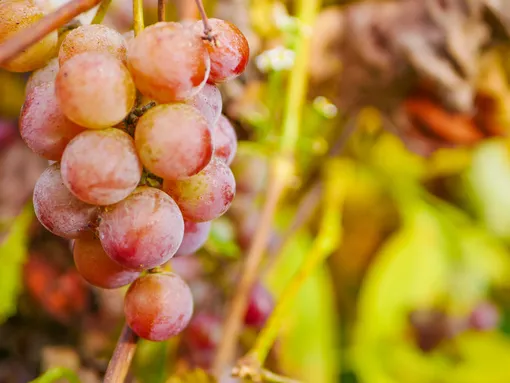 Гурман Лакомка — сорт винограда с крупными ягодами