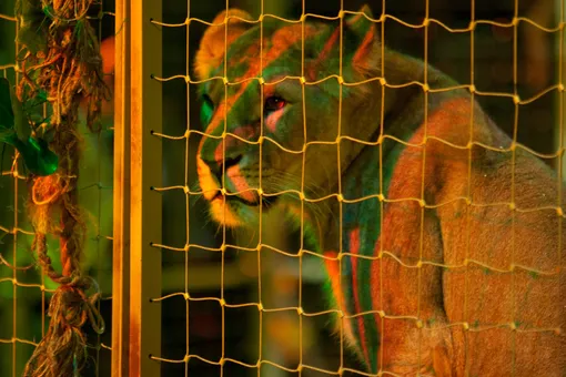 Четырехлетняя девочка, пережившая в цирке нападение льва, вышла из комы