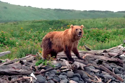 Сахалинский бурый медведь
