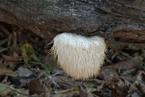 Ежовик гребенчатый — съедобный древесный гриб