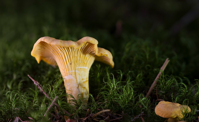 лисички класс грибов гриб лисичка описание