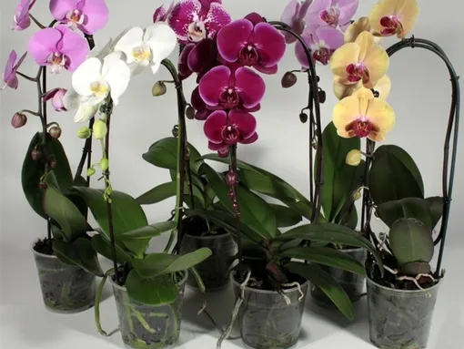 орхидея в горшке почему не цветет