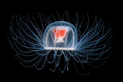 Медуза Turritopsis dohrnii (кажется она бессмертна)