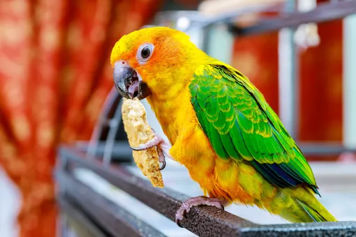 Чем нельзя кормить попугаев: список запрещённых продуктов, симптомы отравления