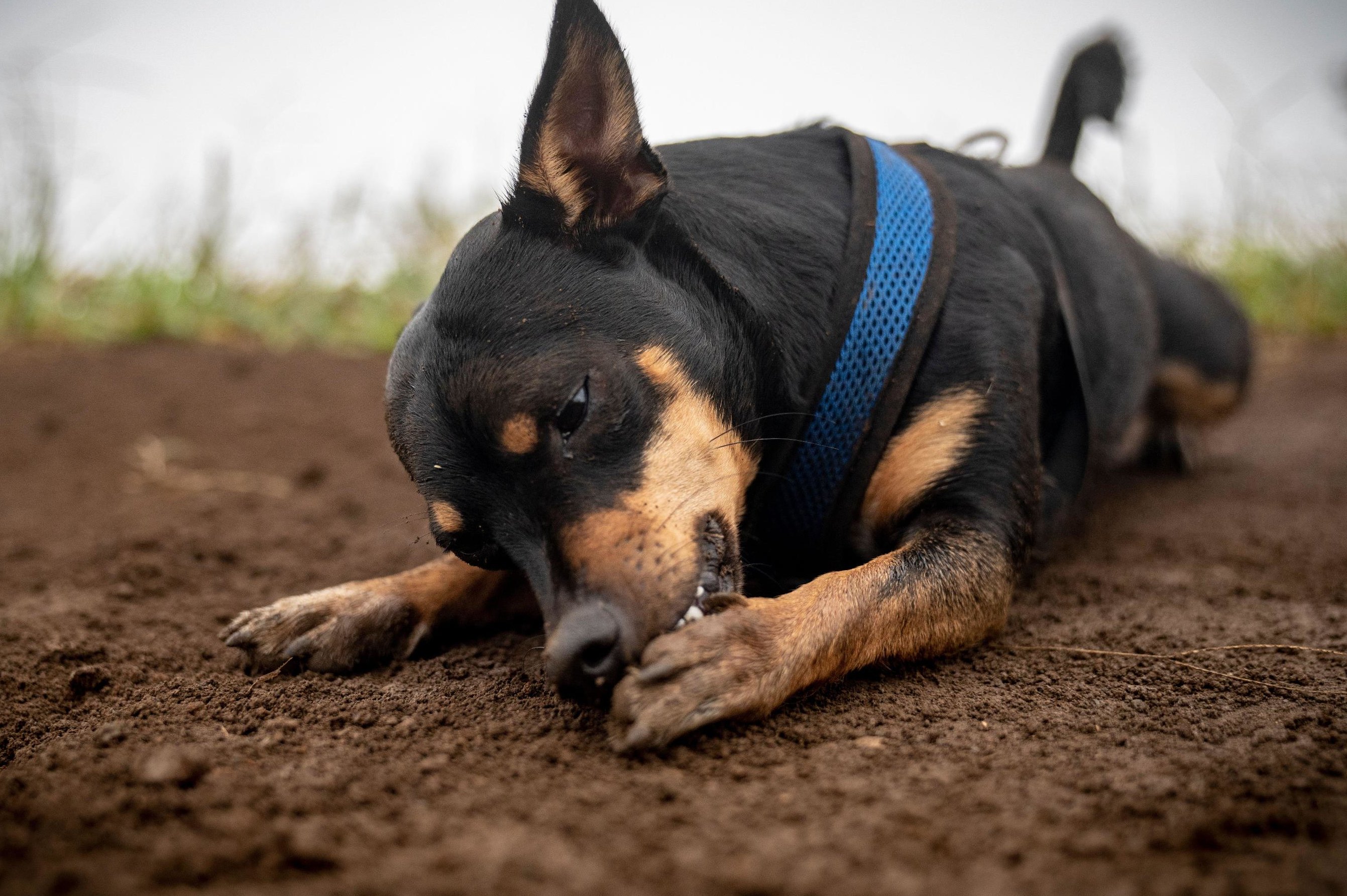 почему собаки все время. собака выкусывает блох. самка собаки. почему собаки все время. почему в жару собака высовывает язык.