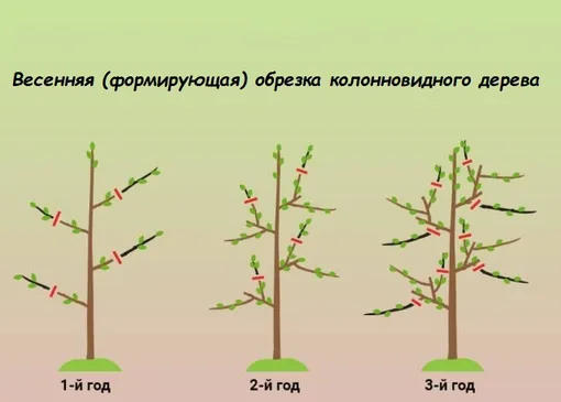 Какие плоды можно получить от колонновидных деревьев и каков уход за ними