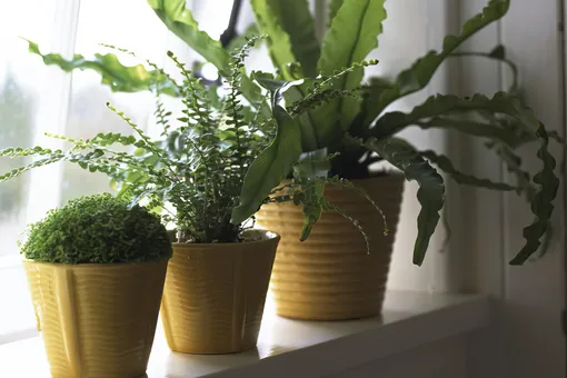 7 комнатных растений для тех «счастливчиков», чьи окна выходят на север