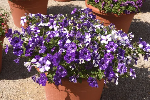 dc4d2c486d5c2b4a2f646de187527dbb_cropped_510x340