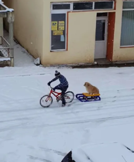 вирусное видео, зимние игры, мальчик и собака