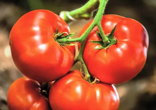 Нормальный световой день томатов составляет около 12 часов