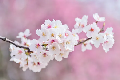 цветущая веточка вишни на розовом фоне