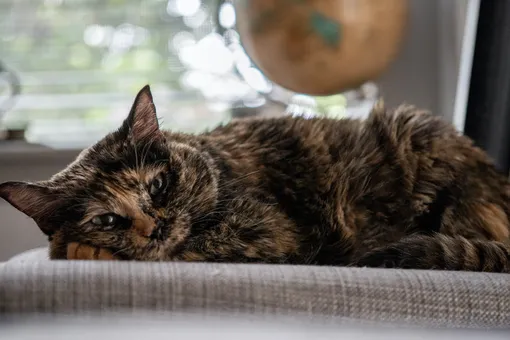 Самая старая кошка в мире попала в Книгу рекордов Гиннесса