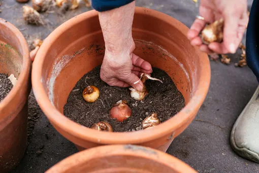 Высаживать тюльпаны можно в горшки и контейнеры