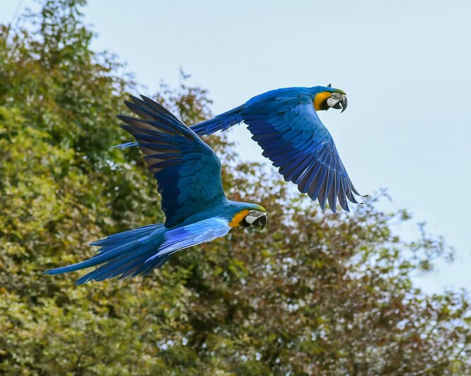 Сине-желтые ара