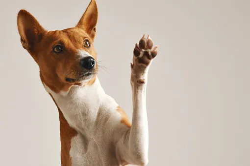 Прибылые пальцы у собаки: для чего они нужны и когда стоит удалять