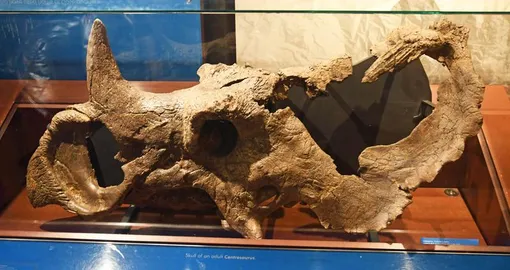 череп рогатого динозавра, череп центрозавра