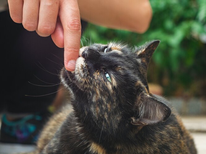 Кошки кусают пальцы рук, если они пахнут лакомством