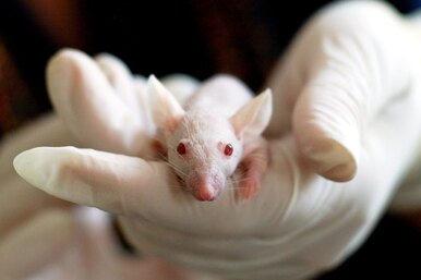 Учёные кричали на мышей 3 недели, чтобы раскрыть один из факторов бесплодия
