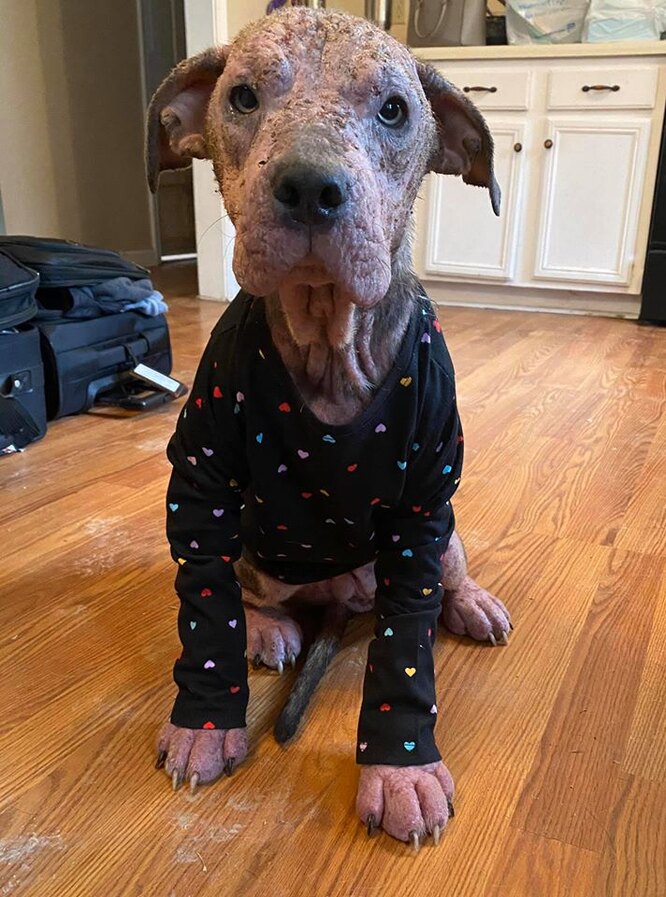 собака в пижаме