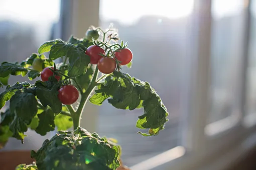 Вырастить помидоры на подоконнике может каждый.