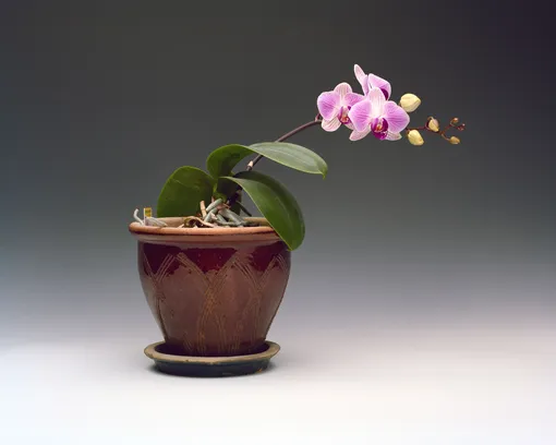 орхидея фаленопсис лайфхаки по уходу