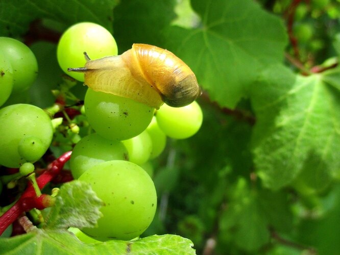 Борьба с болезнями и вредителями винограда