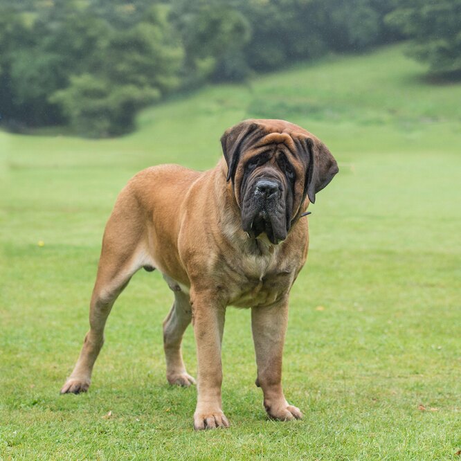 Топ-10 самых крупных пород собак с фото