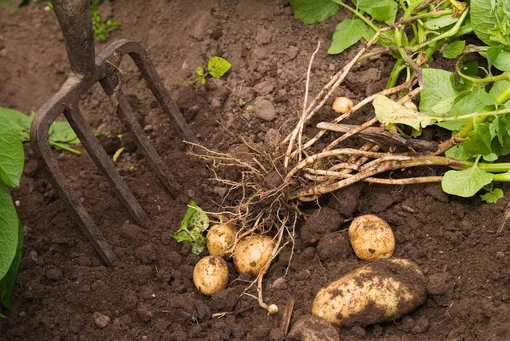 Недостатки посадки картофеля методом «наоборот»