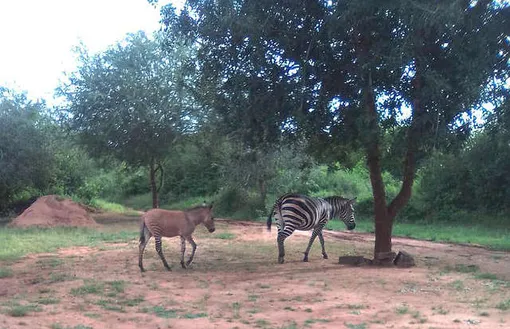 зонк и зебра
