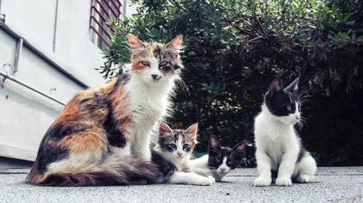 Кошка и котята на улице