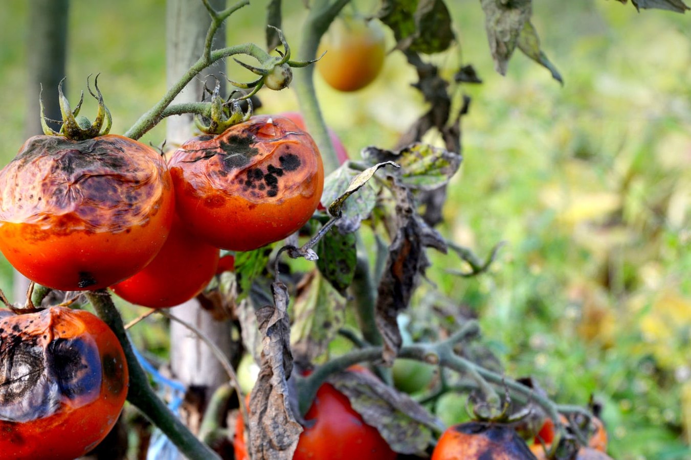 Чем обработать землю после фитофторы помидор осенью?