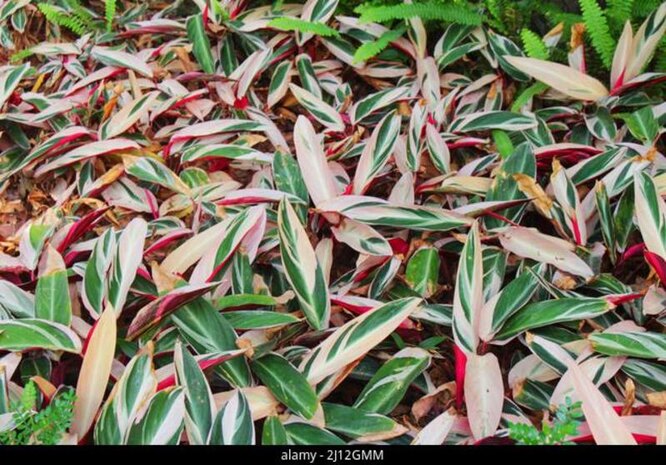 Stromanthe sanguinea Tricolor