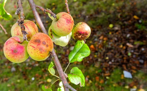 Причины опадания недозревших яблок