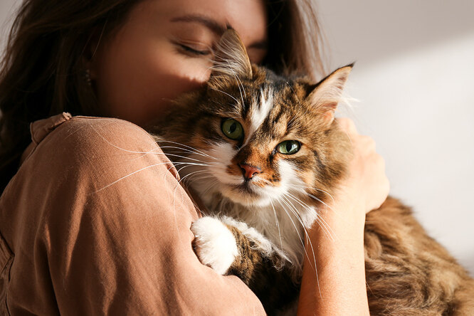 Лучший антидепрессант в мире: 7 самых ласковых пород кошек