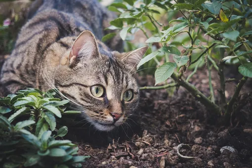 Как отучить кошку гадить на грядках и клумбах?