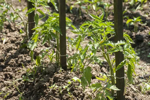 dead1632ef21fa0a9f90facd92e9ba0d_cropped_510x339 dead1632ef21fa0a9f90facd92e9ba0d_cropped_510x339