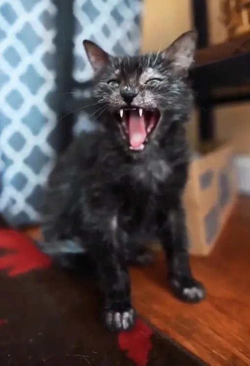 котенок зевает