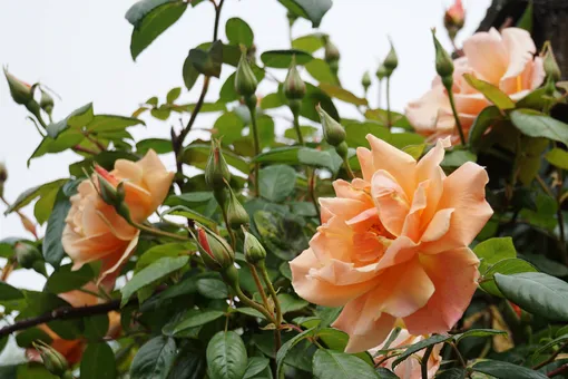Чтобы цвели и пахли: как спасти розы от болезней