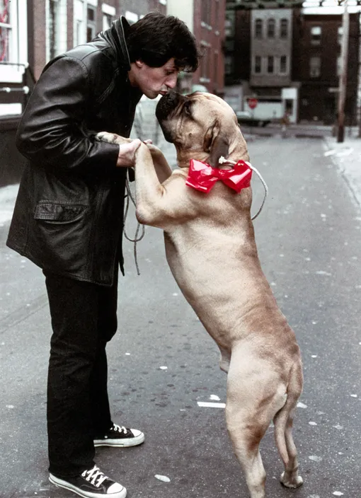 Любимый пёс Сильвестра Сталлоне, с которым ему пришлось расстаться из-за невозможности прокормить