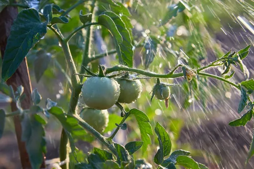 Недостаток или переизбыток воды томатам