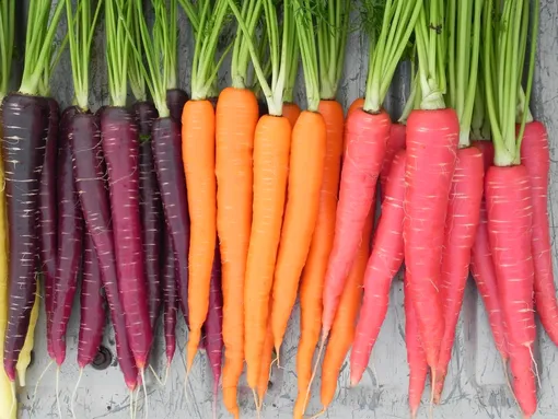 Что делать после посадки моркови под зиму: правила ухода