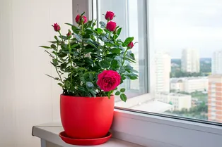 Как вырастить розу из подаренного букета: 5 проверенных способов