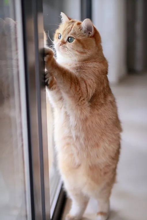 Почему кошки издают трель, глядя в окно