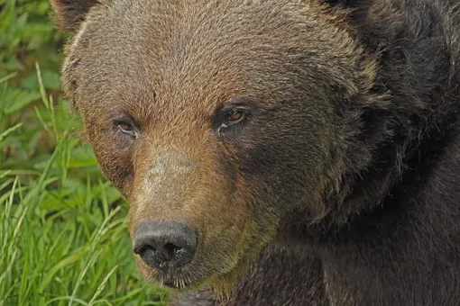 Мужчина выжил в схватке с медведем и нашёл остроумный способ привлечь спасателей
