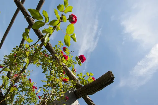 Розы и виноград — самые популярные растения для перголы