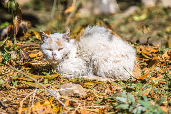 Умирающий котенок попал в нужные руки и вырос в кота с необычной внешностью